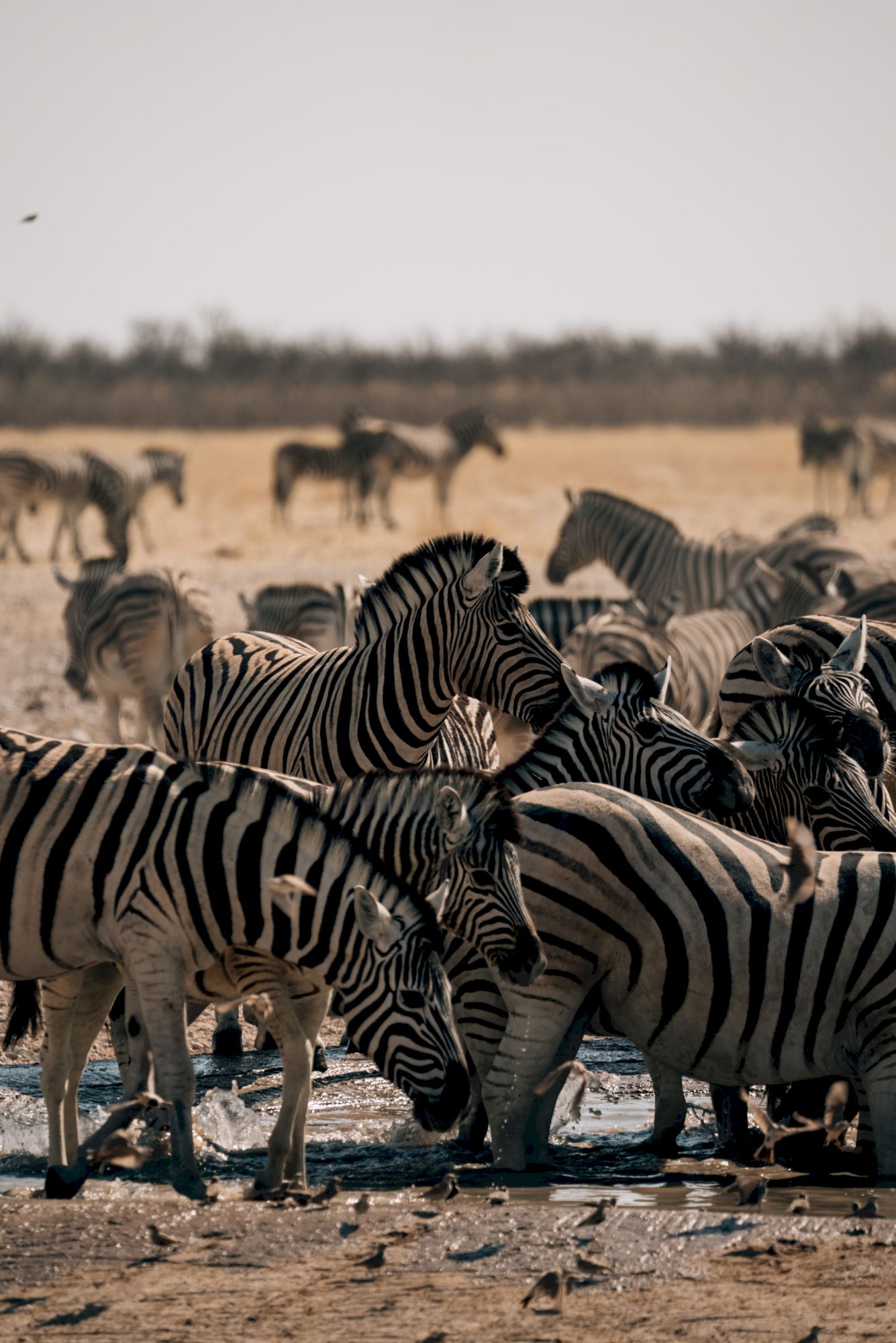 Park Etosha – najsłynniejszy park Namibii